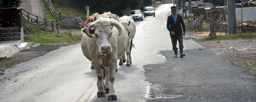 הרי אפוסני - סביבה הררית ייחודית ברומניה